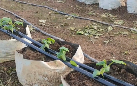 如何种植黄瓜，6个种植技巧要牢记！