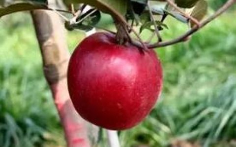 苹果中有哪些常见品种？哪个品种的苹果好吃？