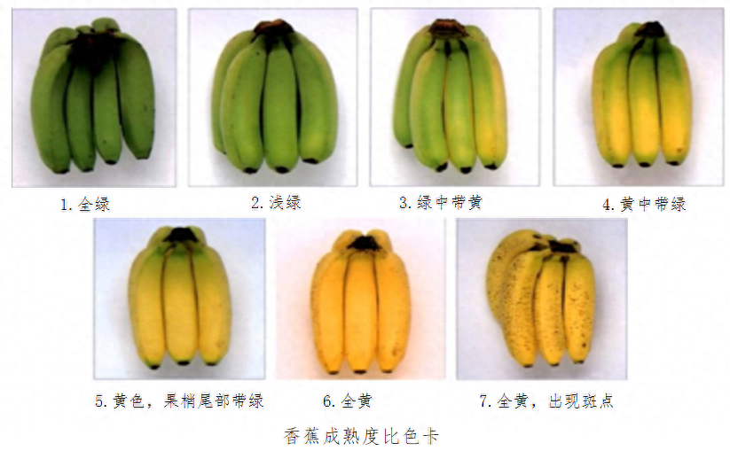 香蕉品种有哪些？加香蕉选购技巧分享