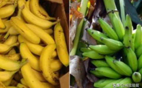 芭蕉和香蕉的区别？芭蕉和香蕉有哪些区别？