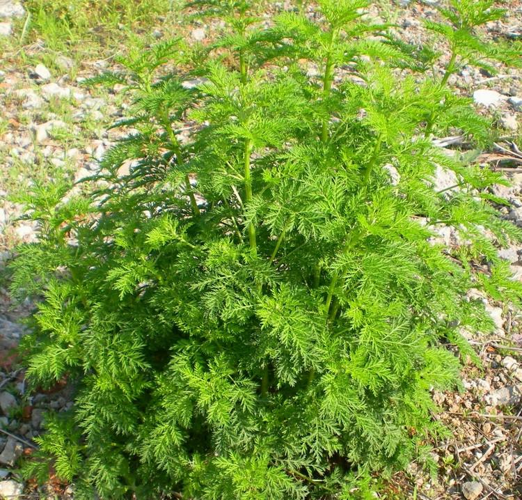 茼蒿怎么做好吃：清香爽口的家常做法大全
