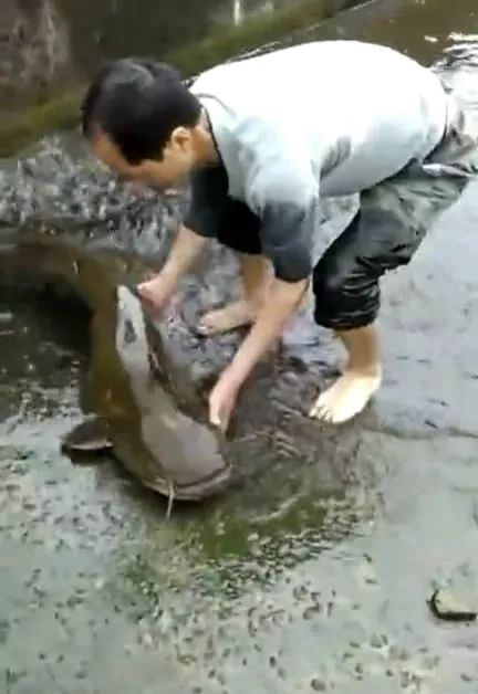 鲶鱼最鲜美的家常做法，肉嫩无腥，汤浓味香
