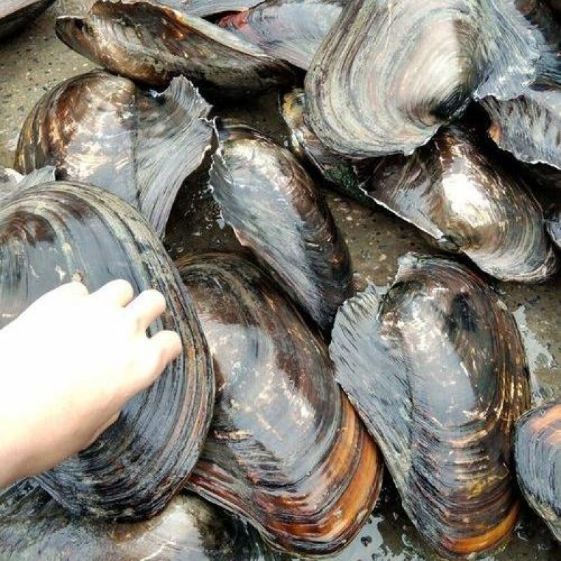 河蚌怎么做好吃：鲜香嫩滑的三种家常做法