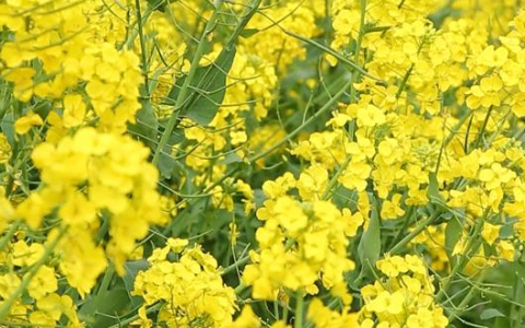 油菜怎么炒好吃？掌握这几点翠绿爽口不出水