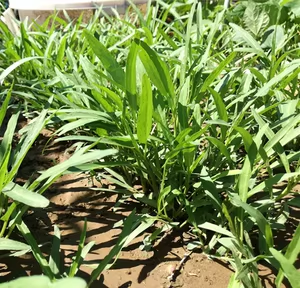 空心菜怎么做好吃：空心菜三种好吃做法