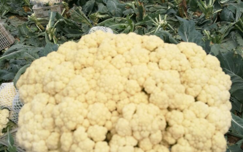 菜花怎么炒好吃：三种菜花美味做法