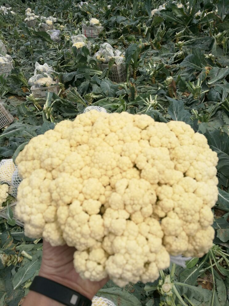 菜花怎么炒好吃：三种菜花美味做法