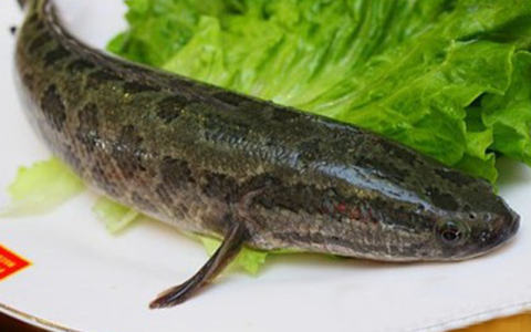 黑鱼怎么做好吃又简单：三种黑鱼做法